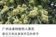 “臭到思疑人生”！广东陌头再次呈现“风油精炒排骨”的味道，到底是什么？